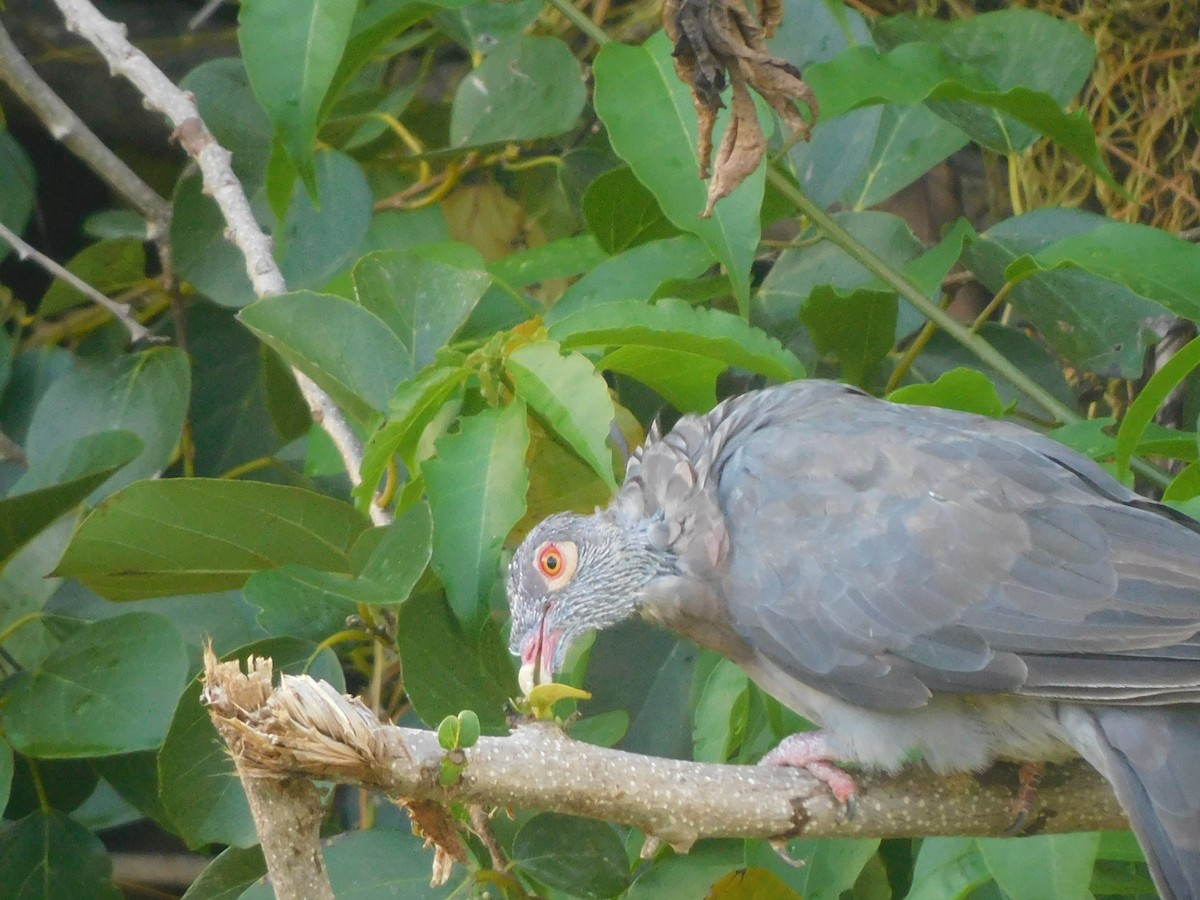 Scaly-naped Pigeon - ML642060523