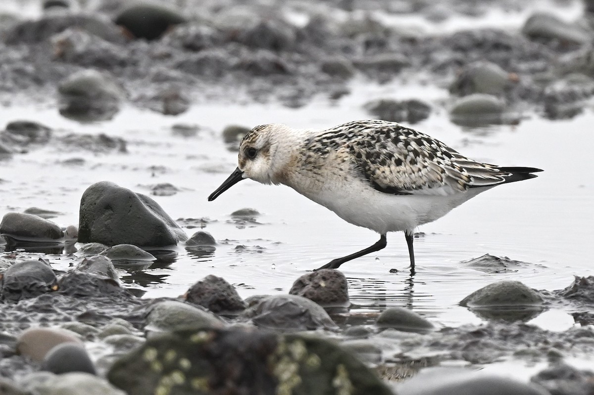 Sanderling - ML642060546
