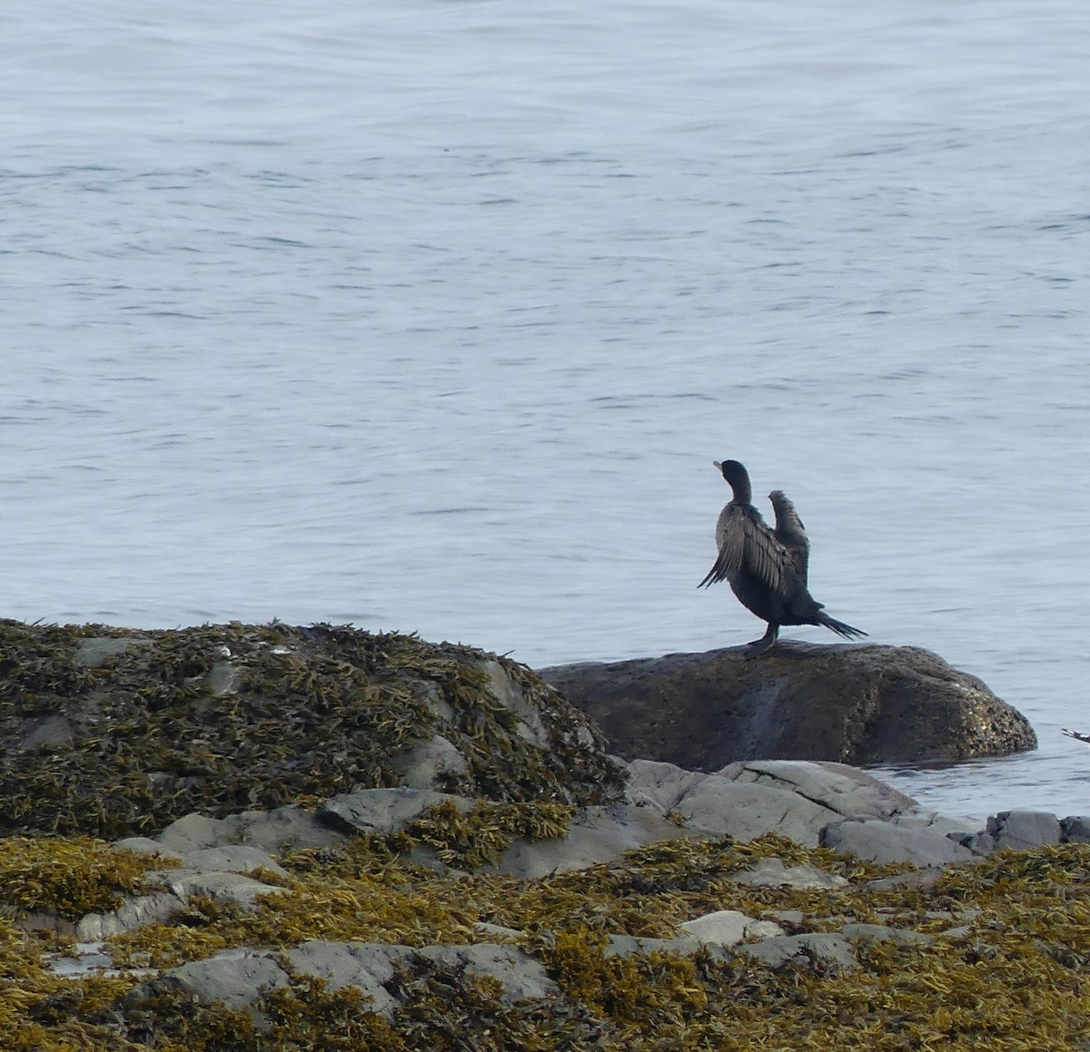 Double-crested Cormorant - ML642060548