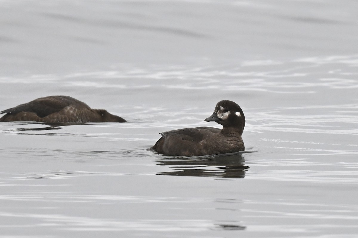 Harlequin Duck - ML642060554