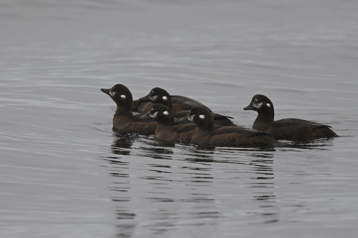 Harlequin Duck - ML642060573