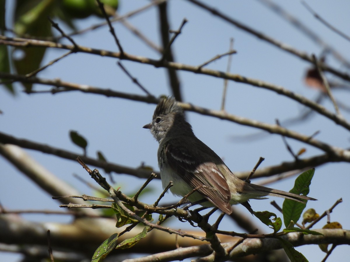 Yellow-bellied Elaenia - ML642060576