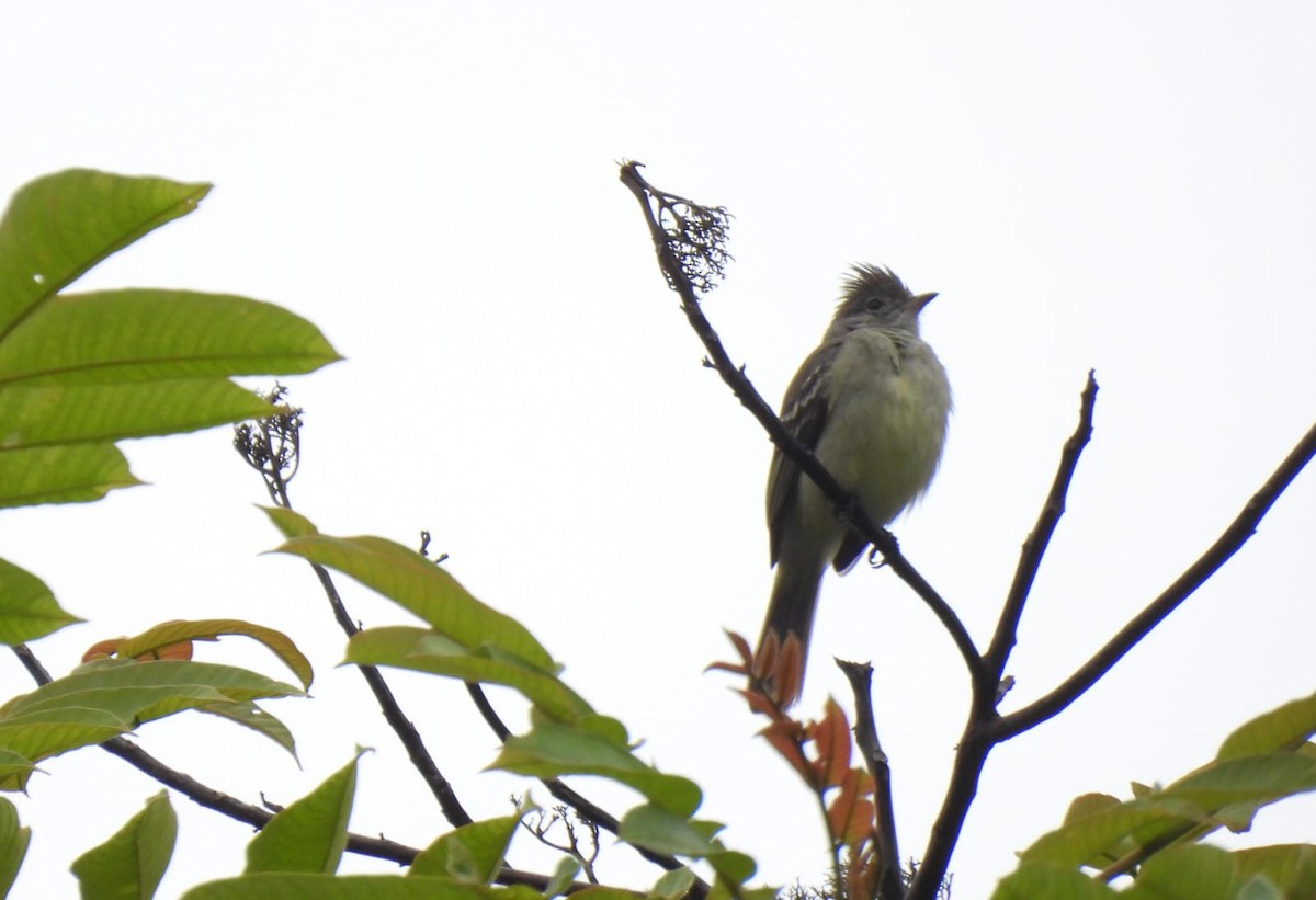 Yellow-bellied Elaenia - ML642060577