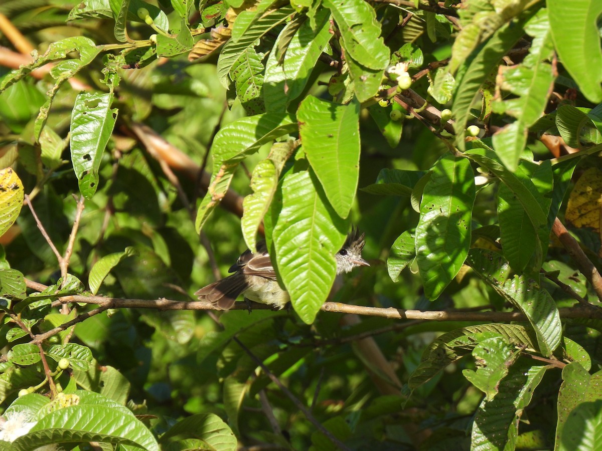 Yellow-bellied Elaenia - ML642060578