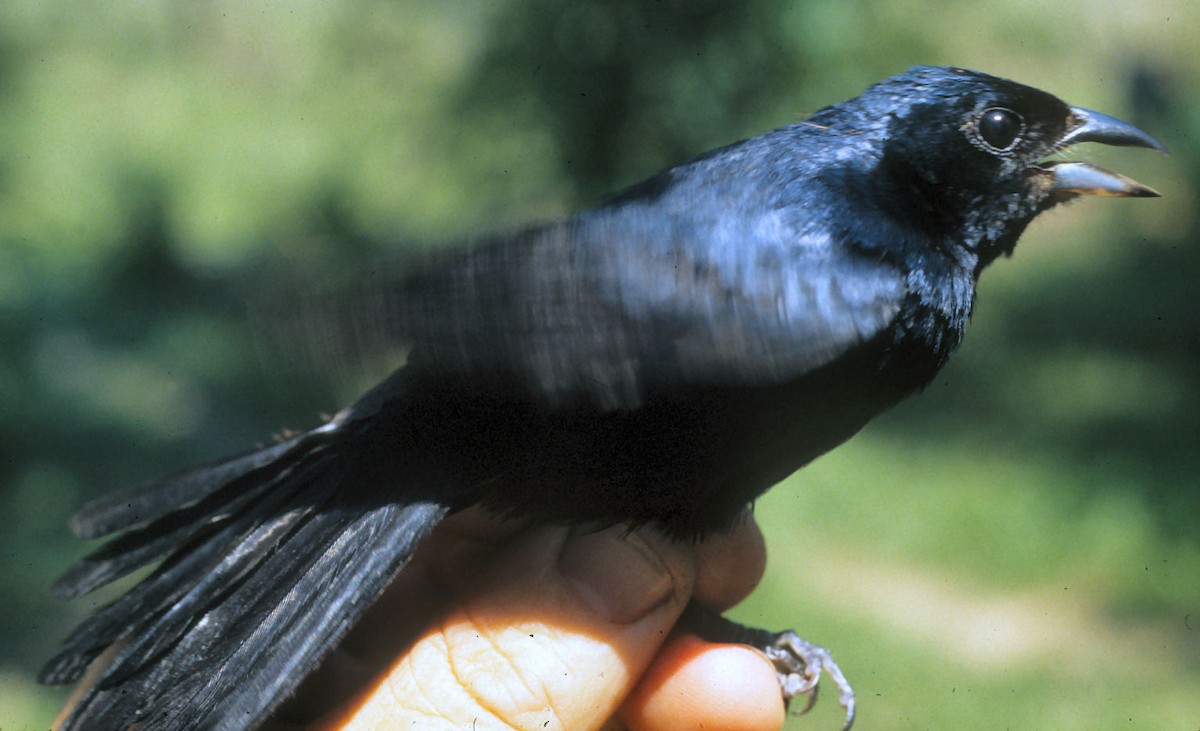 Ruby-crowned Tanager - ML642060594