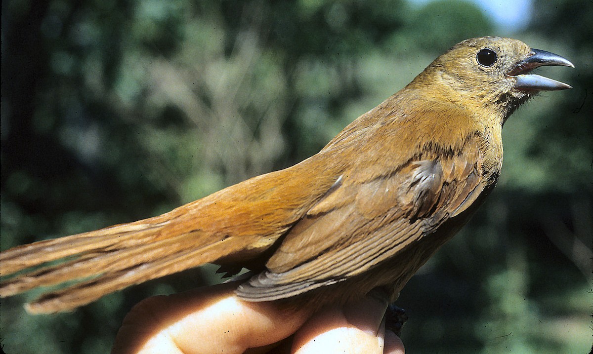 Ruby-crowned Tanager - ML642060595