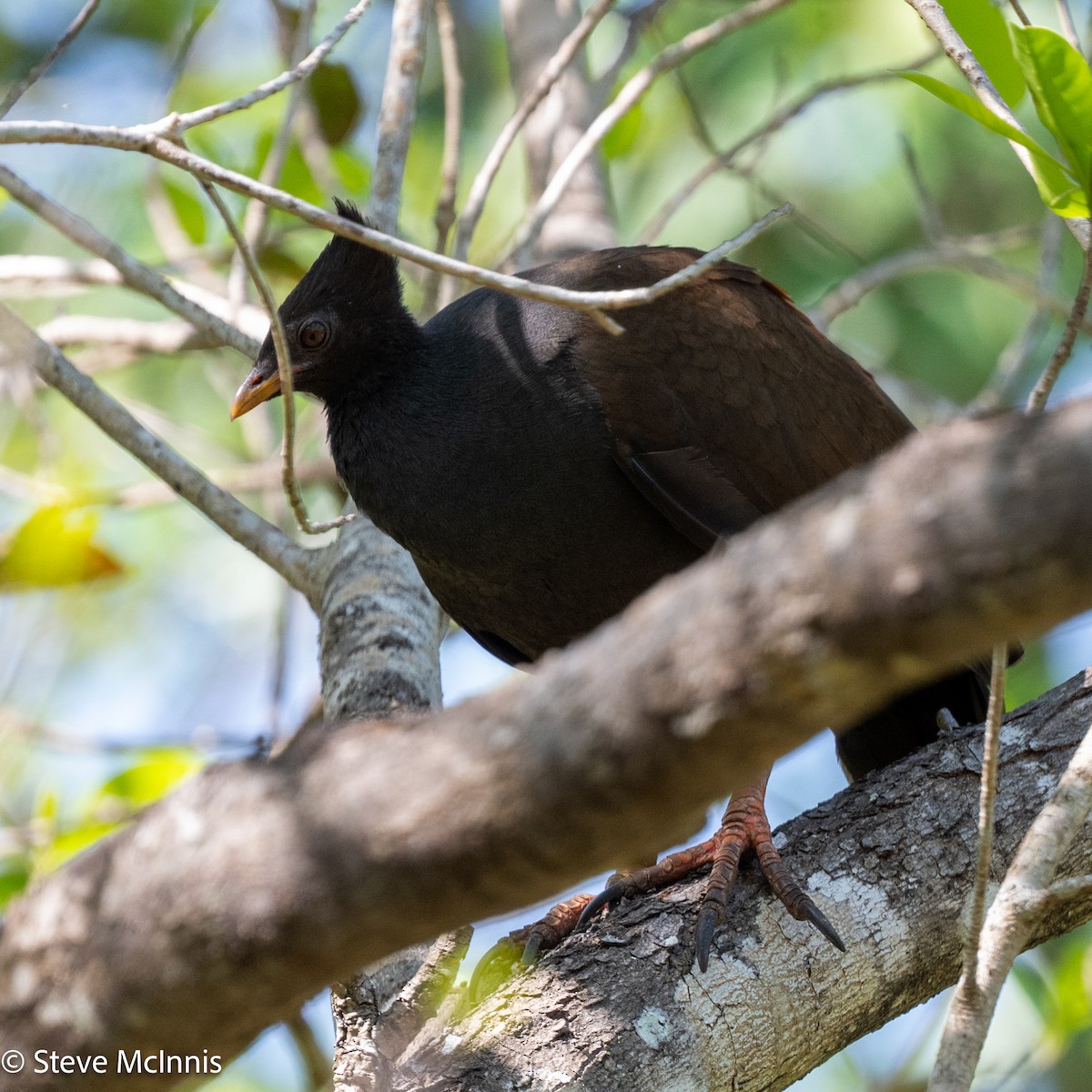 Orange-footed Megapode - ML642060602