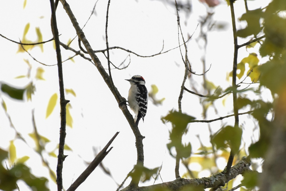 Downy Woodpecker - ML642060608