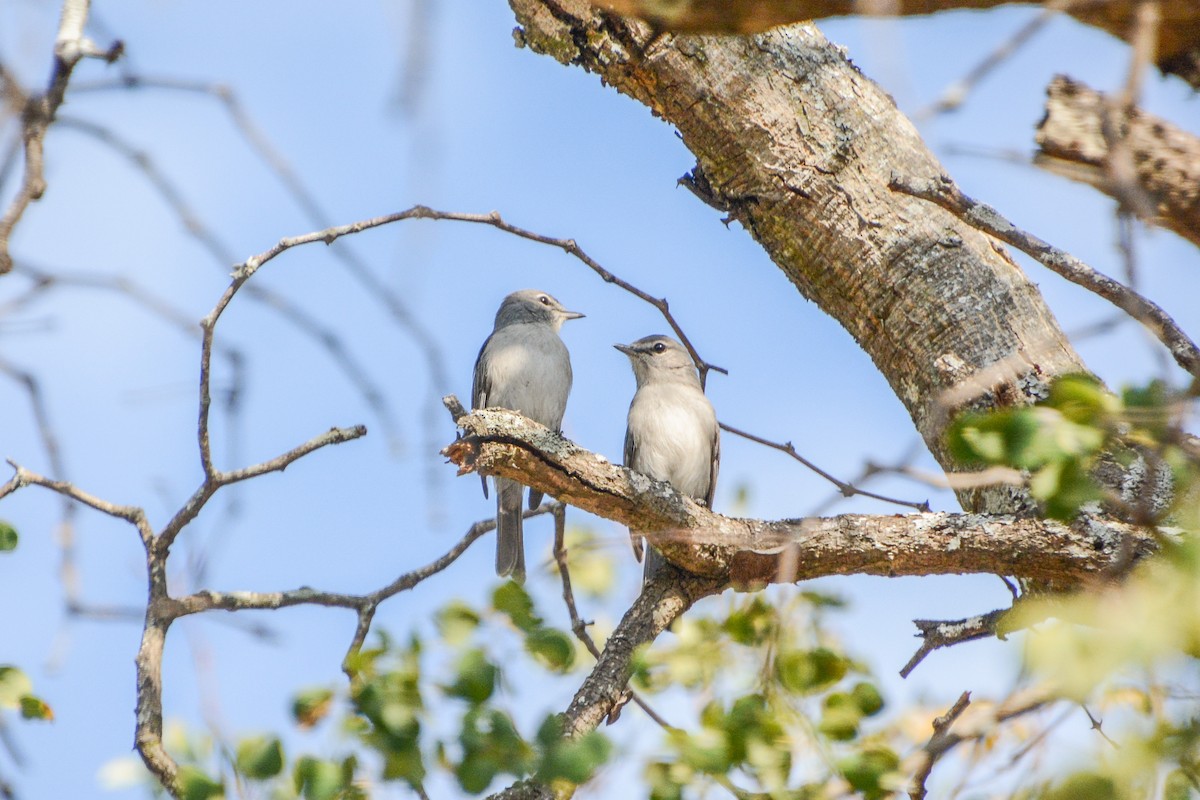 Ashy Flycatcher - ML642060615