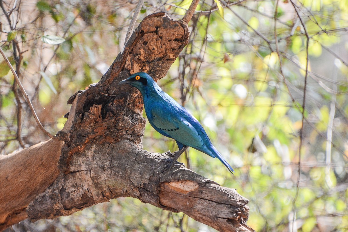Greater Blue-eared Starling - ML642060621