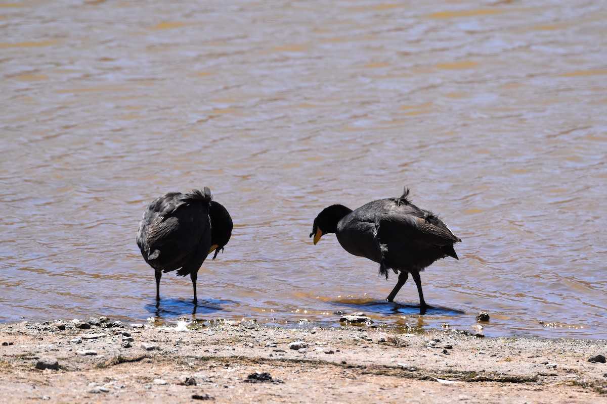 Horned Coot - ML642060622