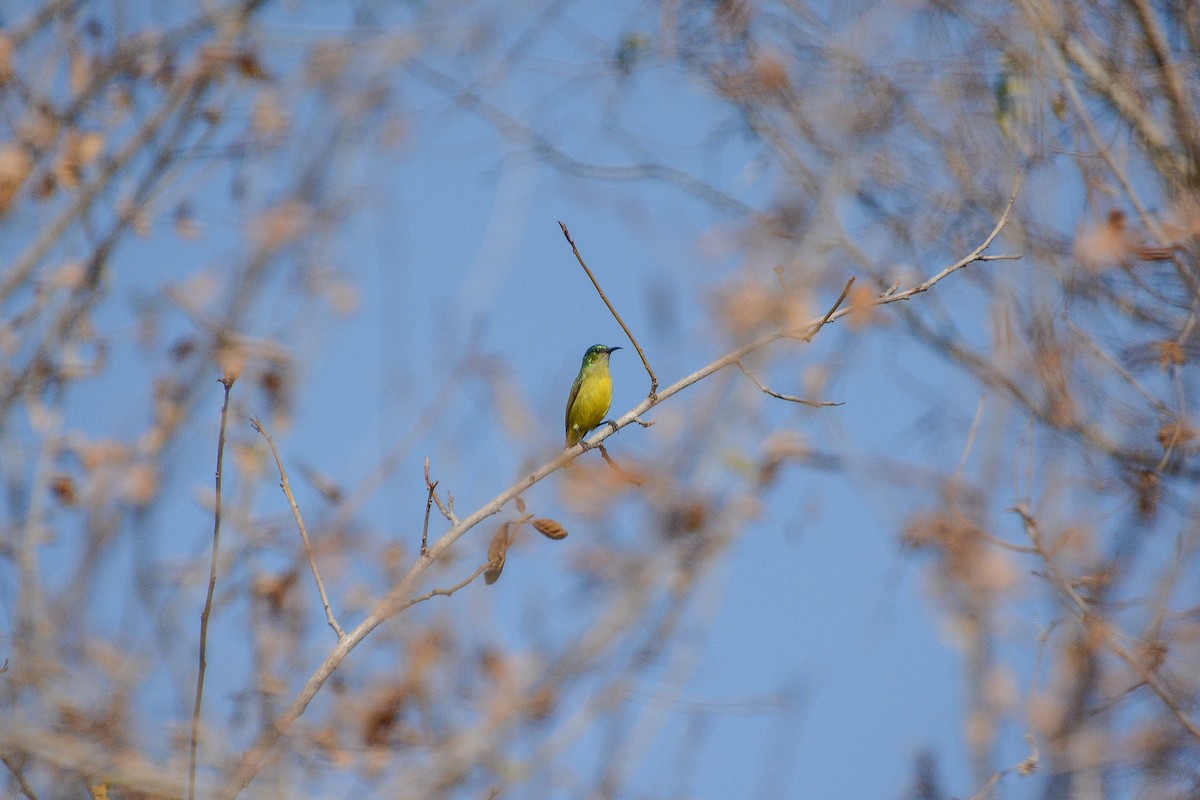 Collared Sunbird - ML642060631