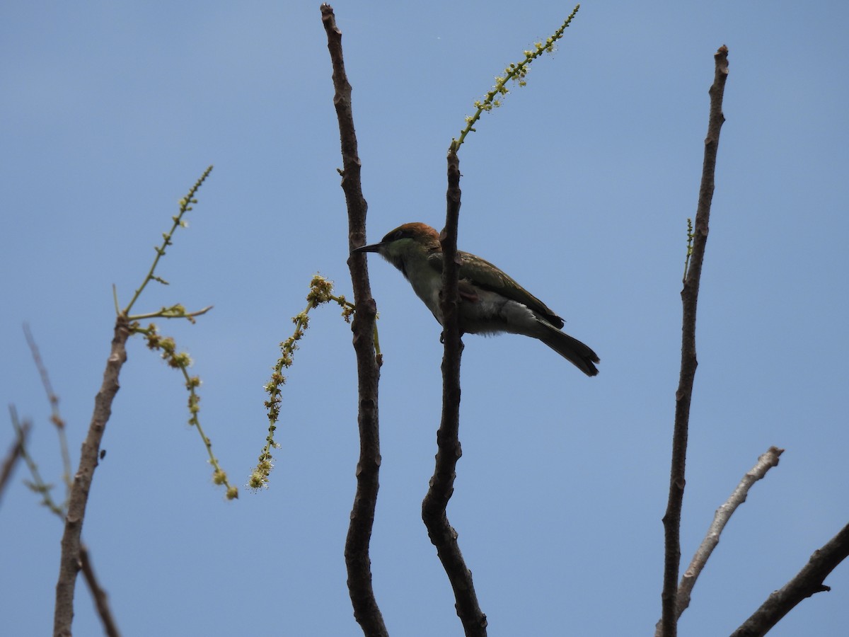 Abejaruco Esmeralda Oriental - ML642060638