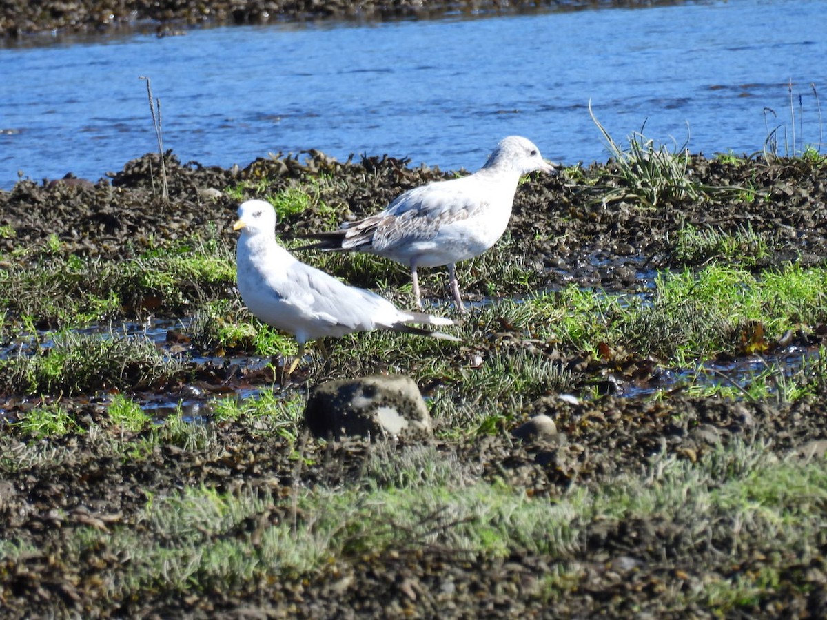 Ring-billed Gull - ML642060648