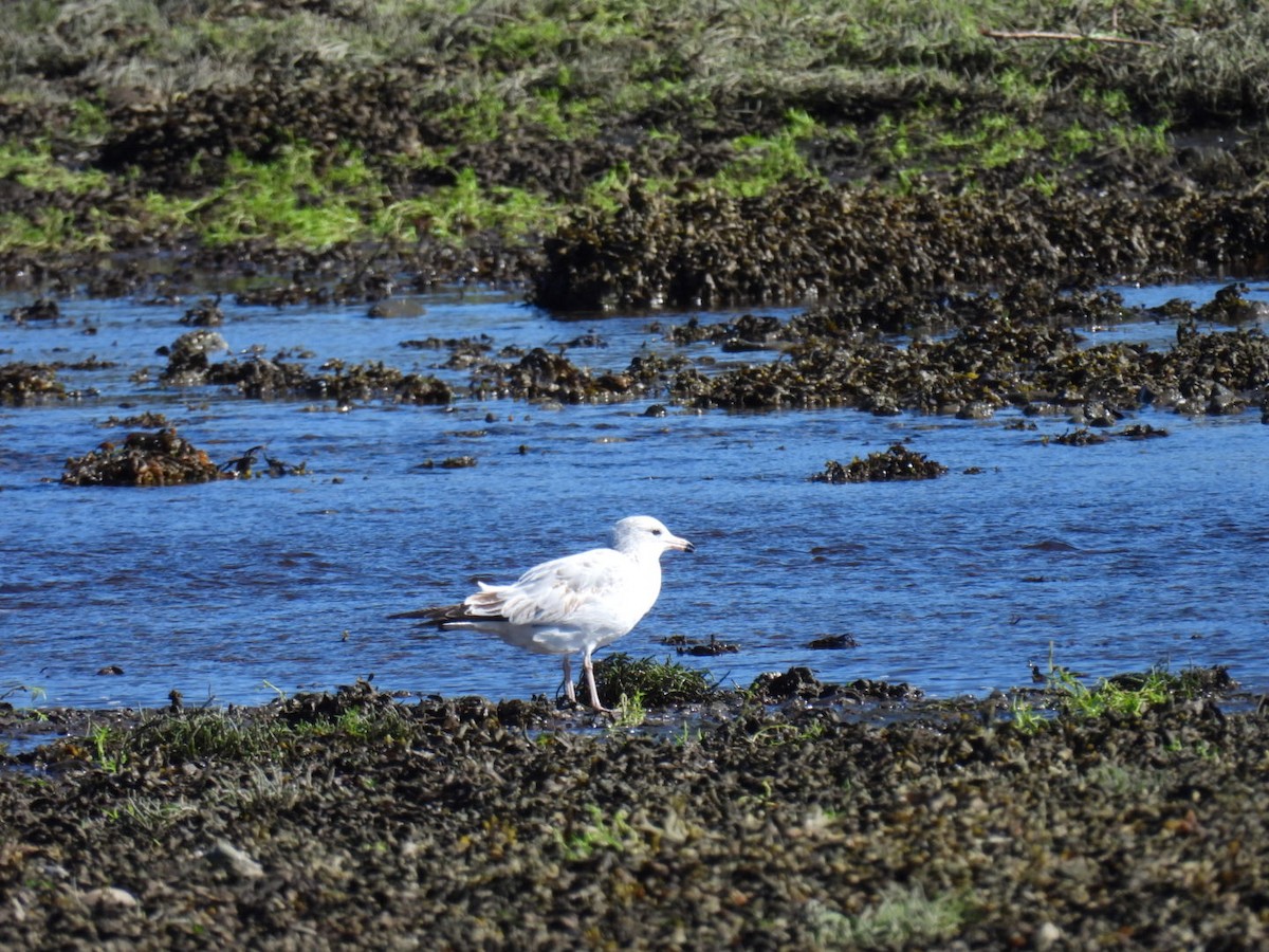 Ring-billed Gull - ML642060649