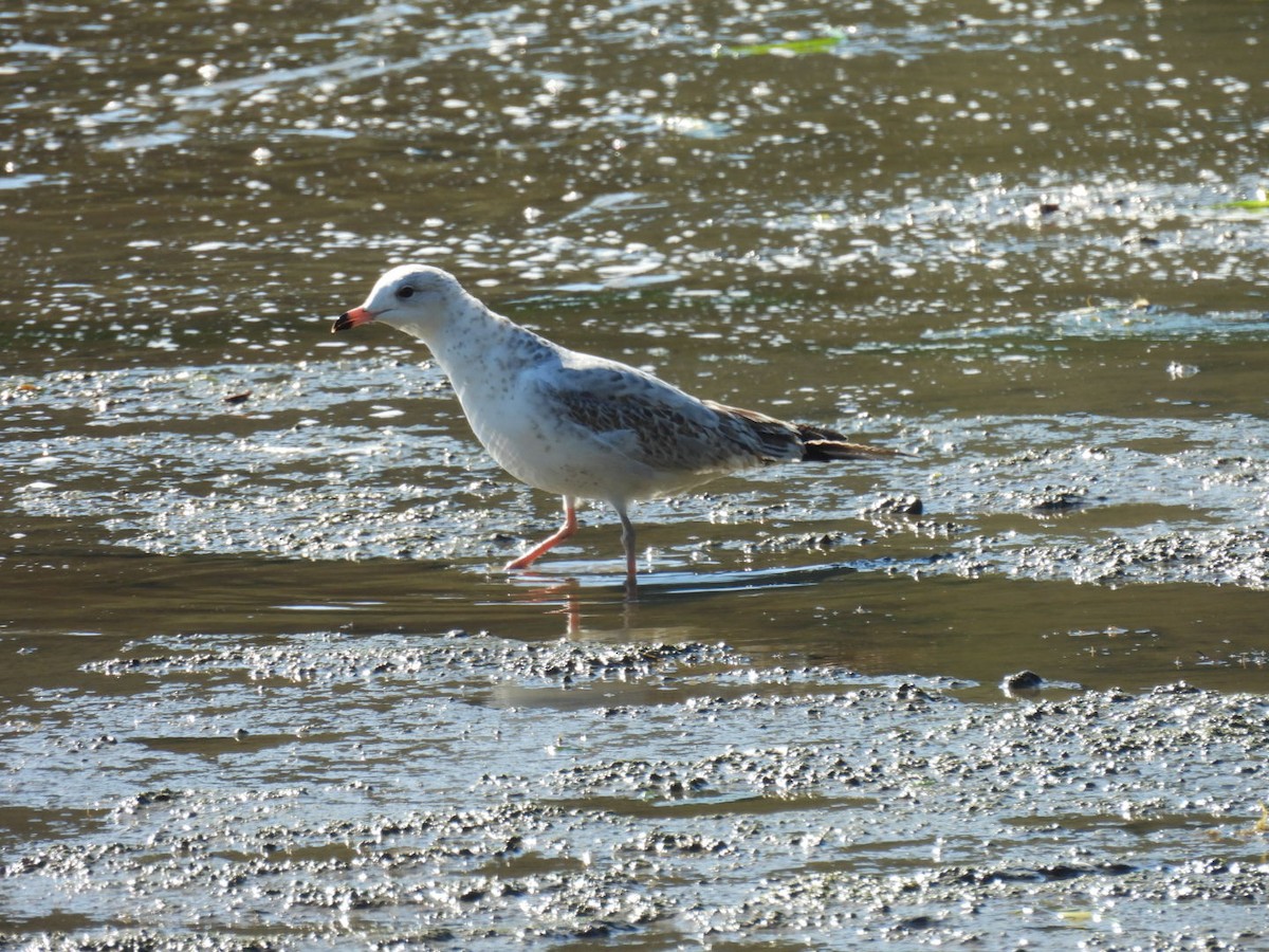 Ring-billed Gull - ML642060650