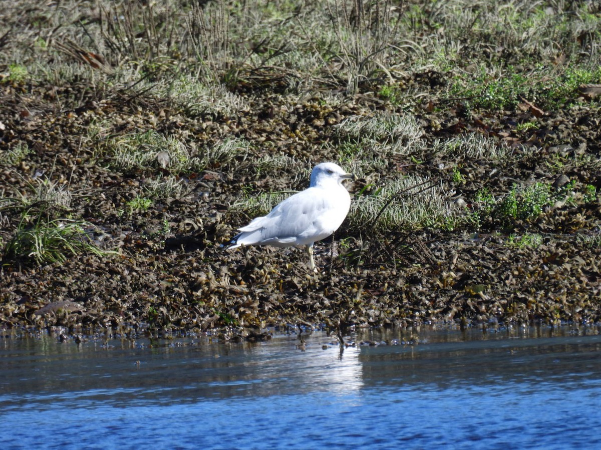 Ring-billed Gull - ML642060651