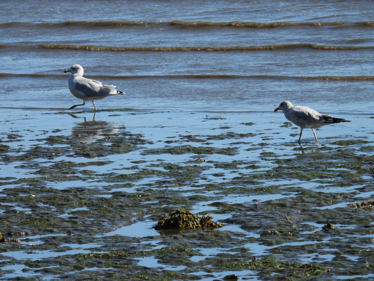 Ring-billed Gull - ML642060652