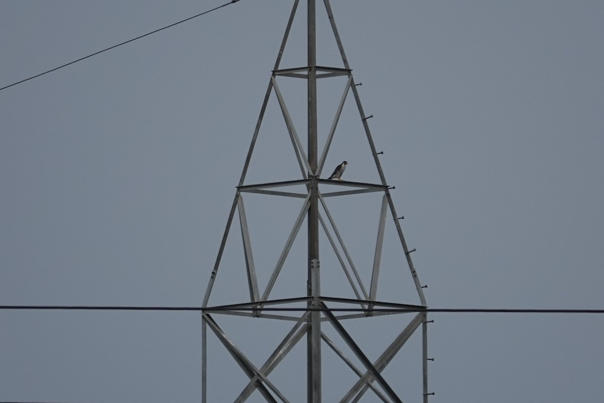 Эгэл шонхор - ML642060657