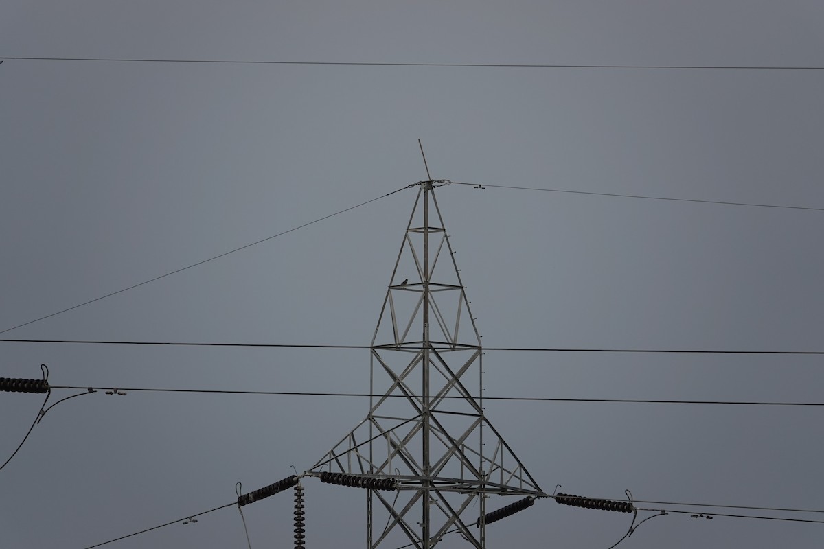 Эгэл шонхор - ML642060658