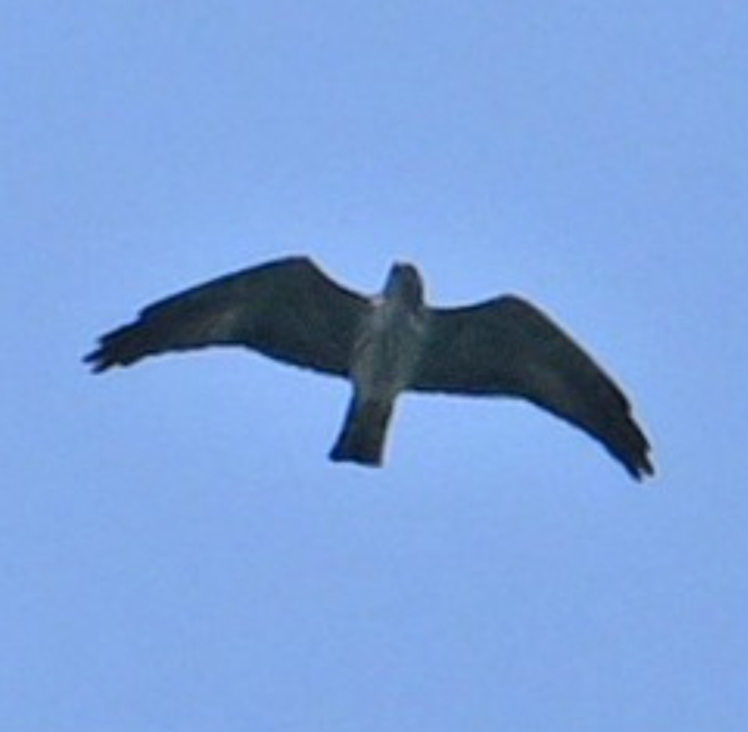 diurnal raptor sp. - ML642060675