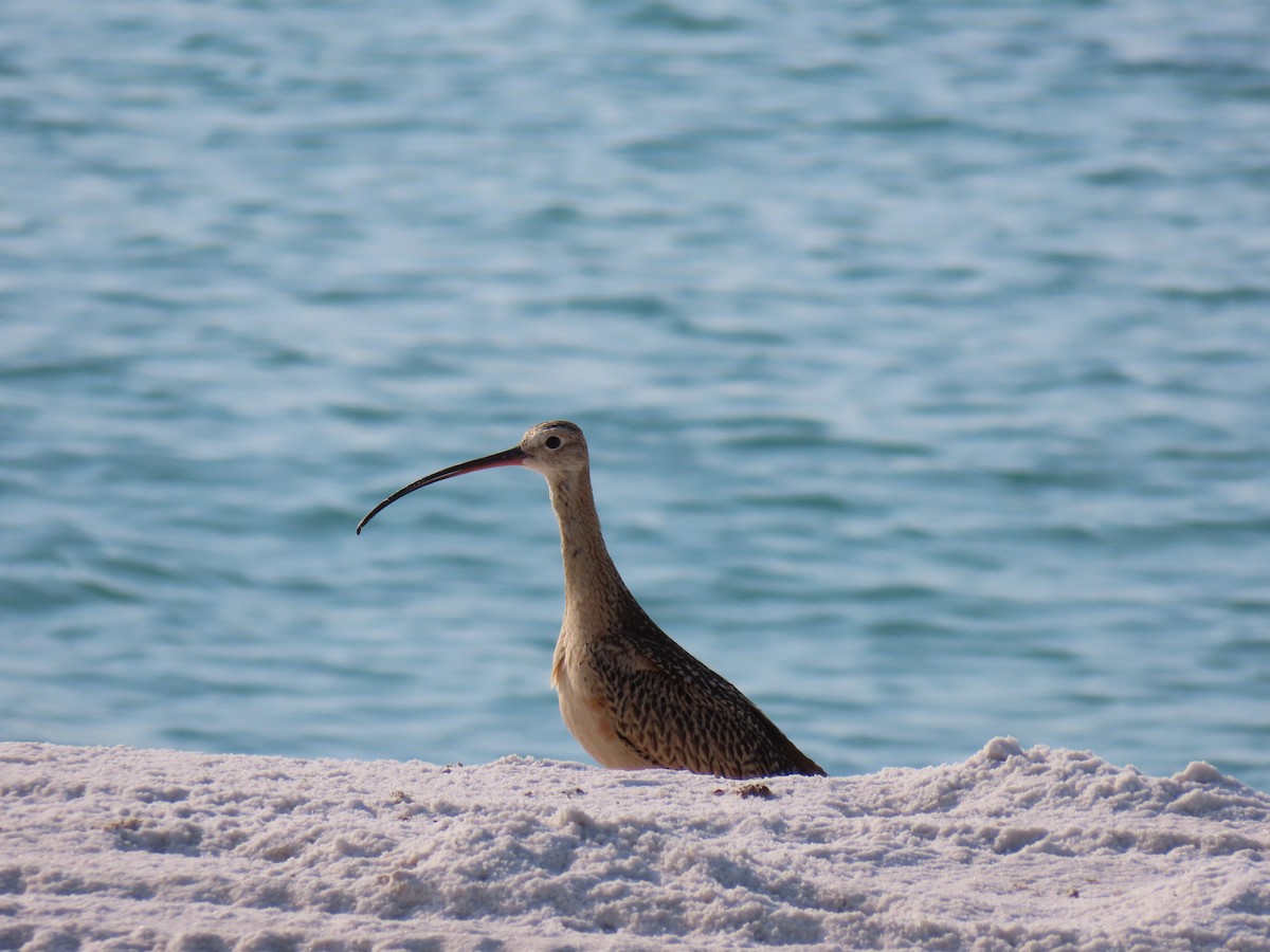 Long-billed Curlew - ML642060676