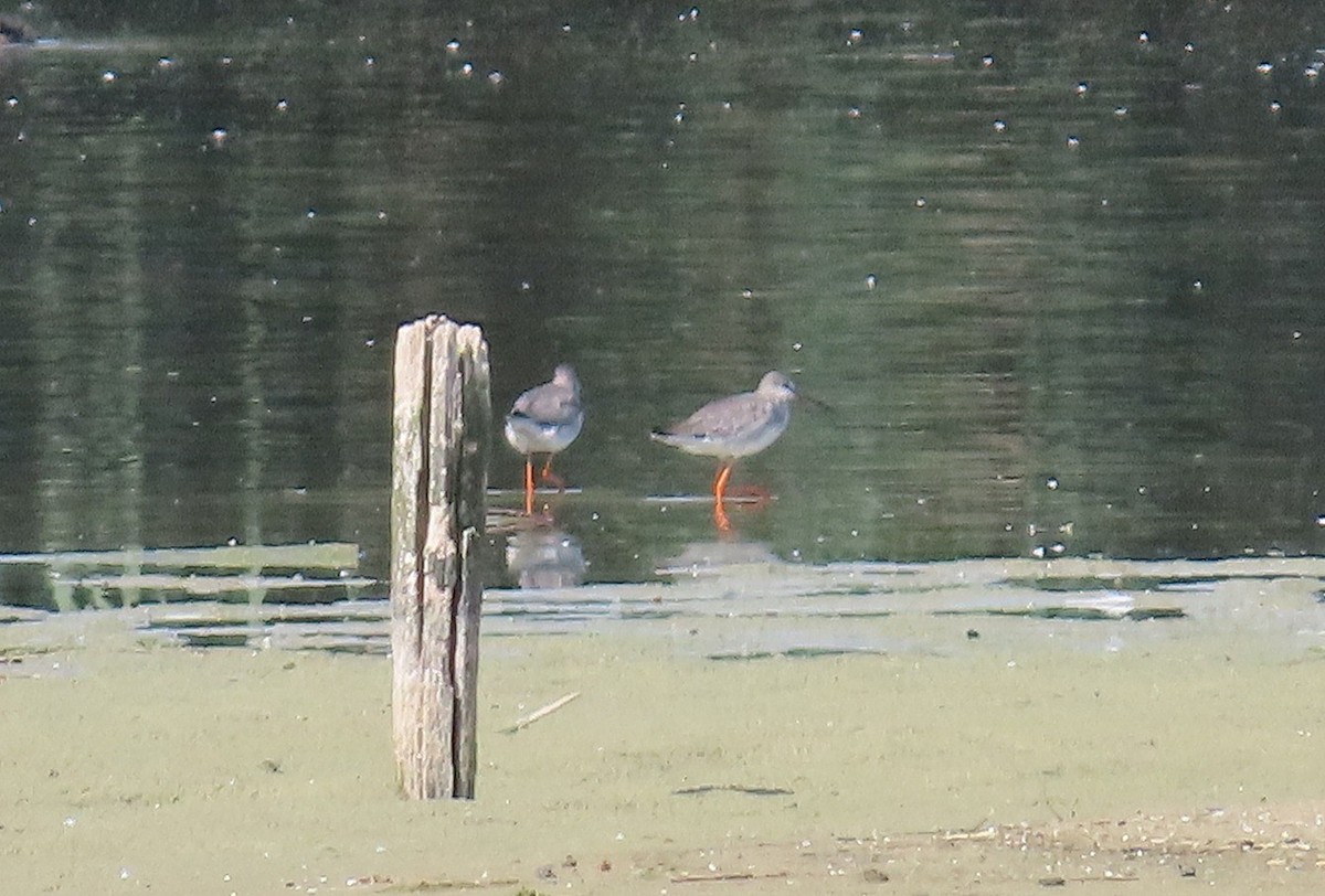 Spotted Redshank - ML642060677