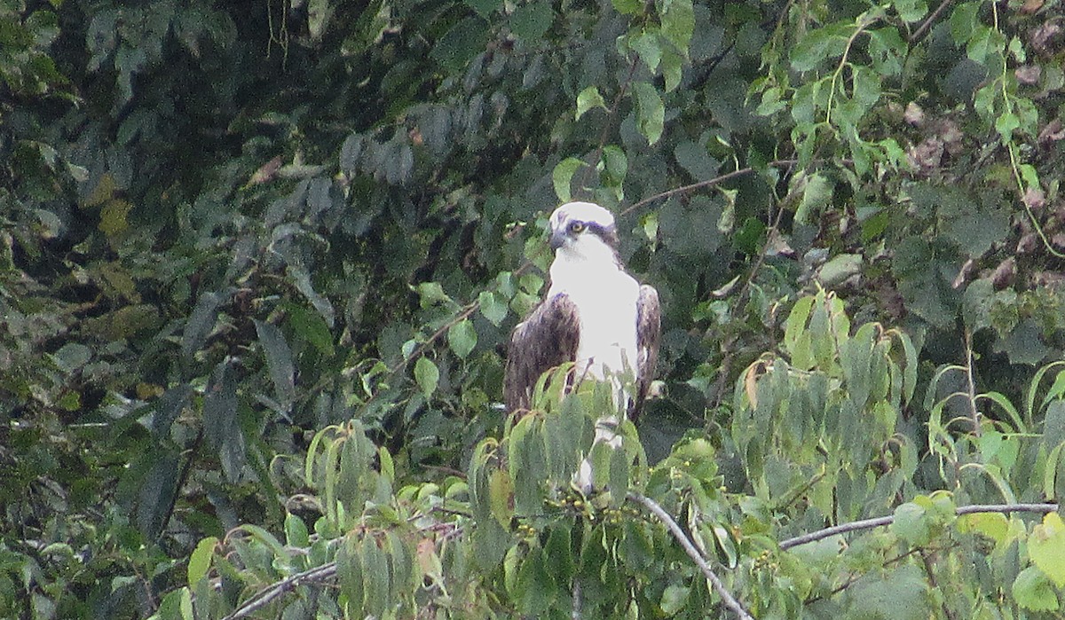 Osprey - ML642060678