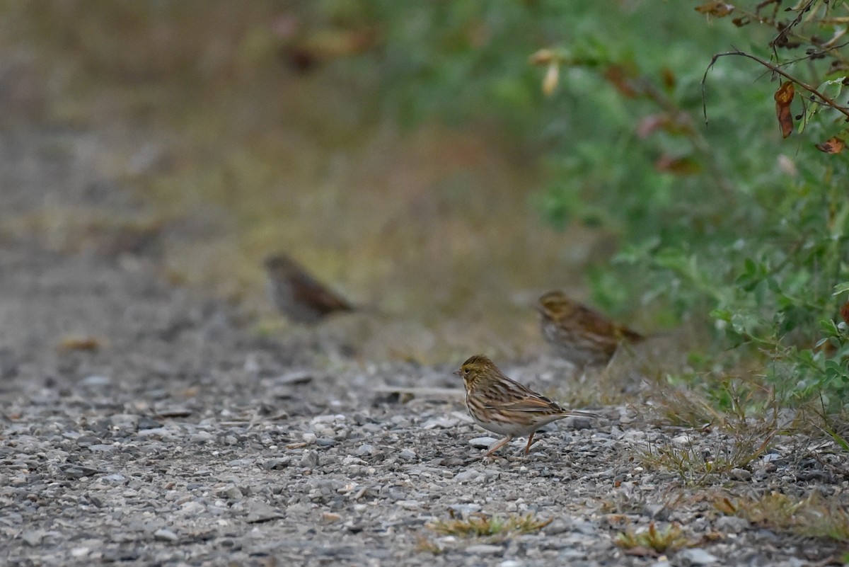 Savannah Sparrow - ML642060679