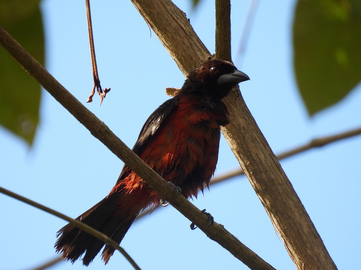 Crimson-backed Tanager - ML642060680