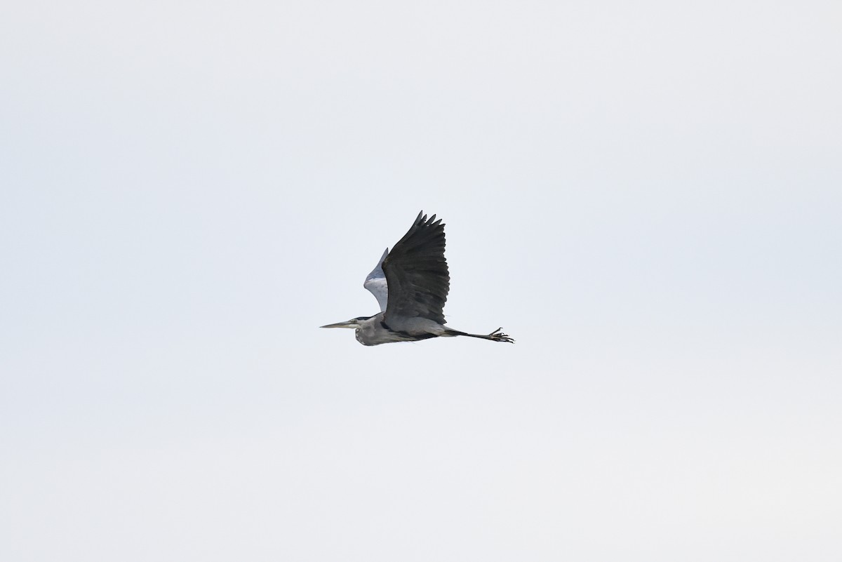 Great Blue Heron - ML642060681