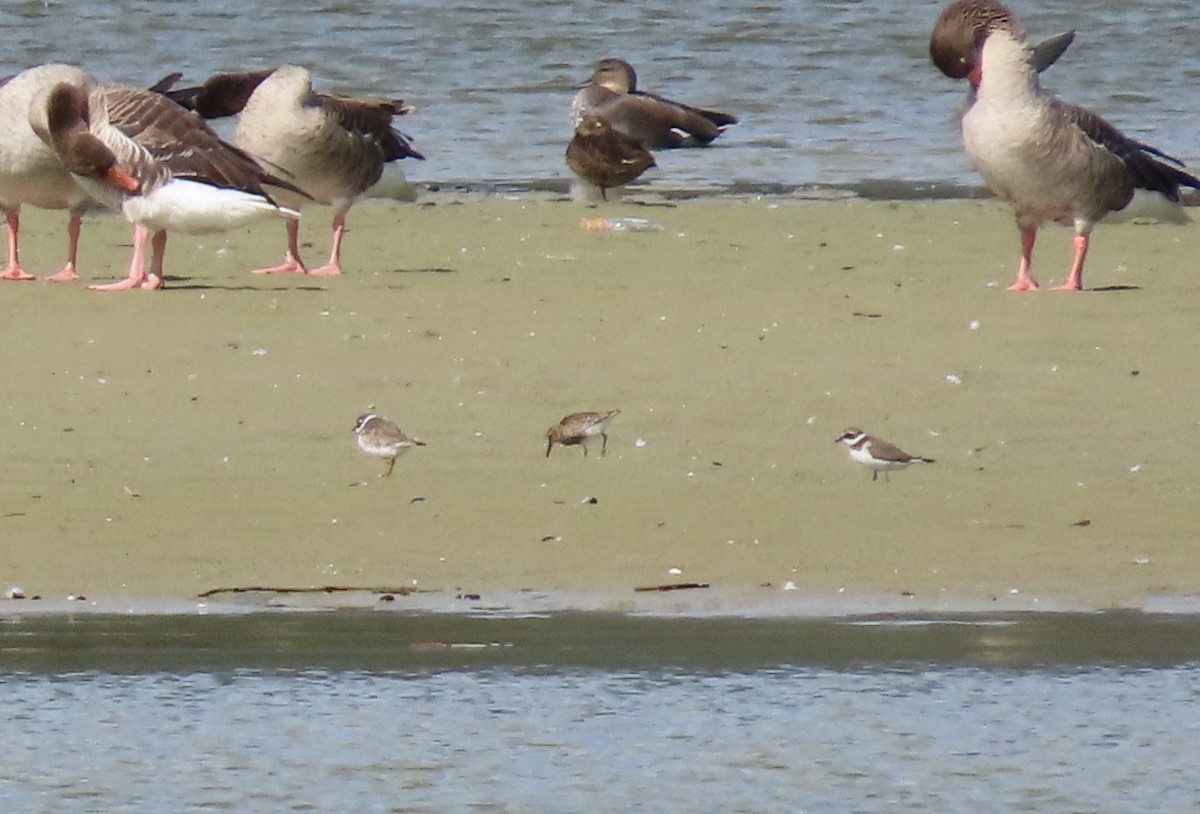 Dunlin - ML642060682