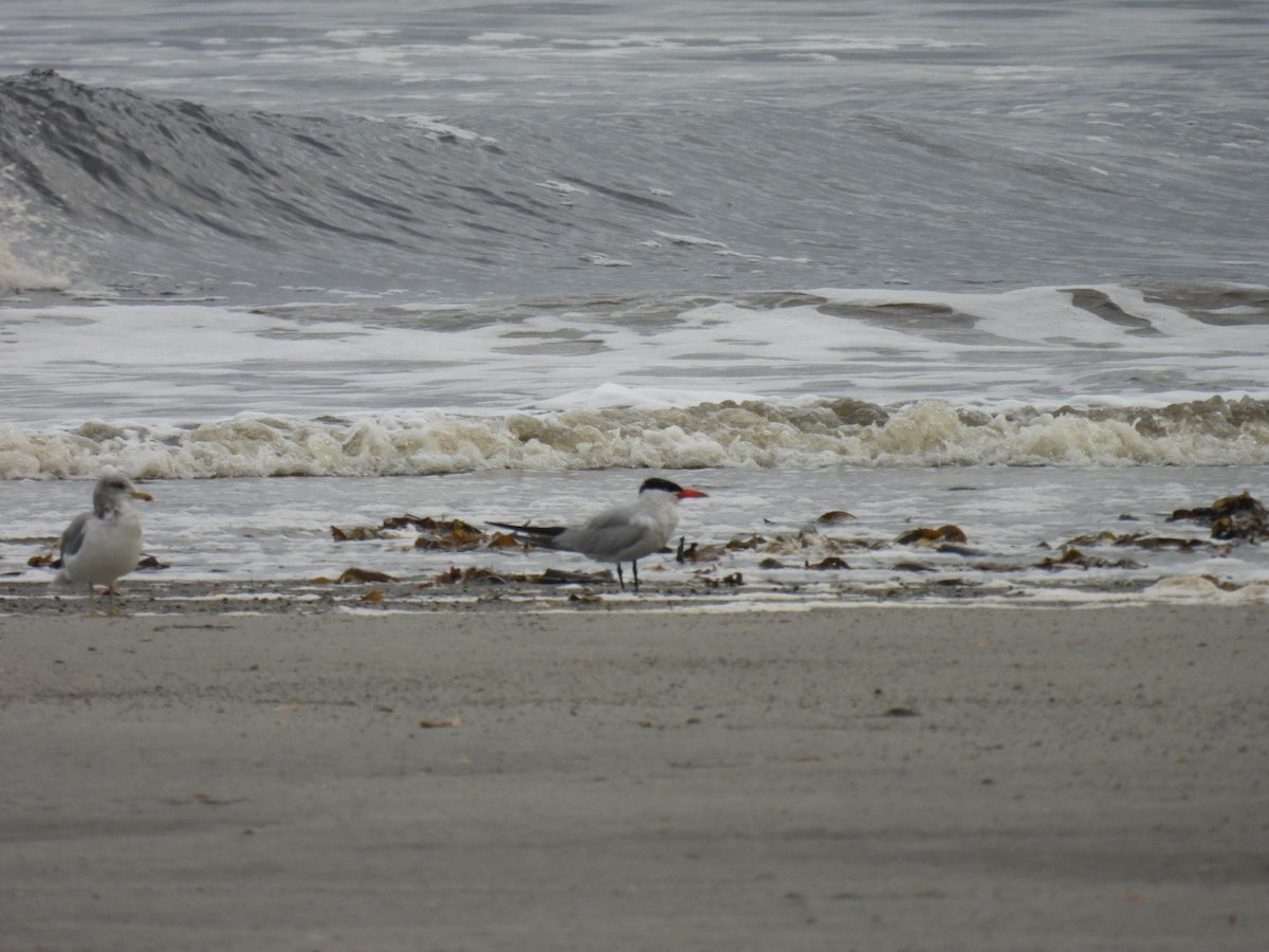 Caspian Tern - ML642060683
