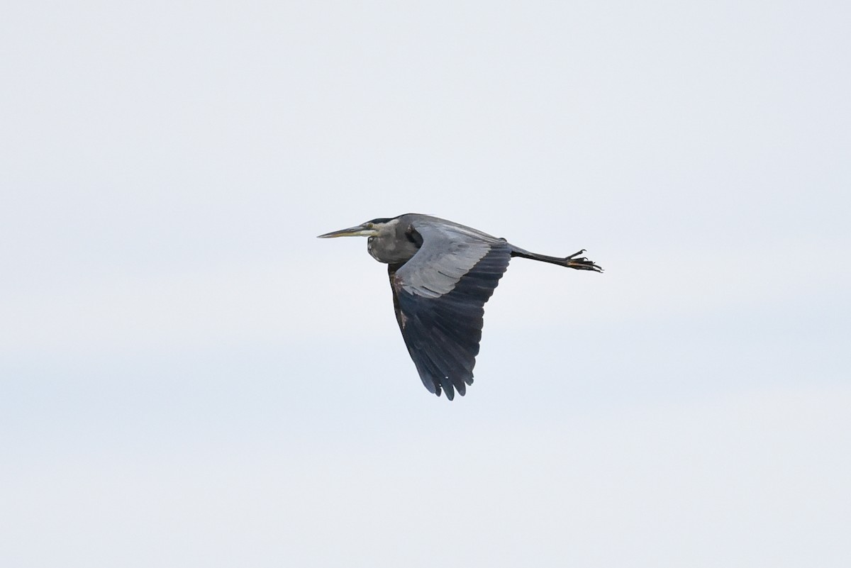Great Blue Heron - ML642060684