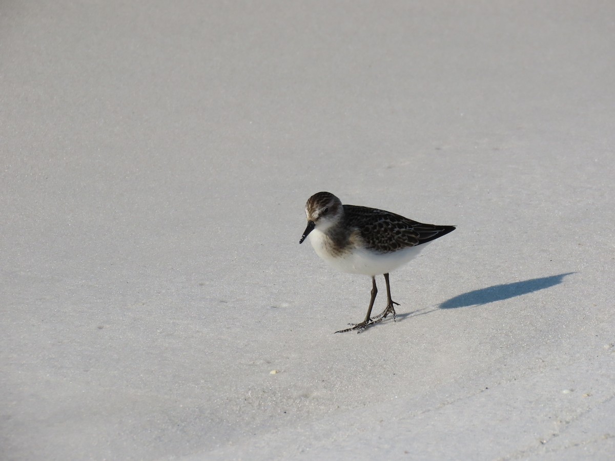 Semipalmated Sandpiper - ML642060686