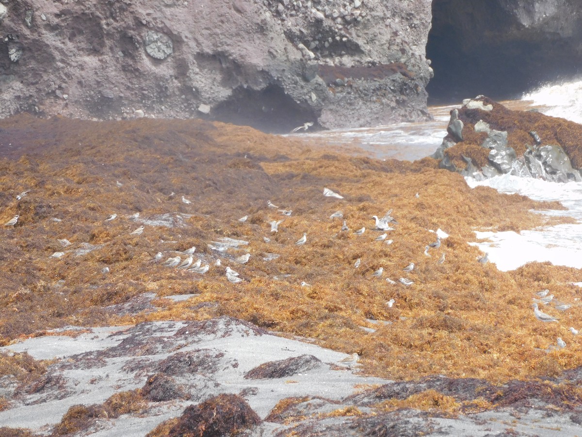 Semipalmated Sandpiper - ML642060687