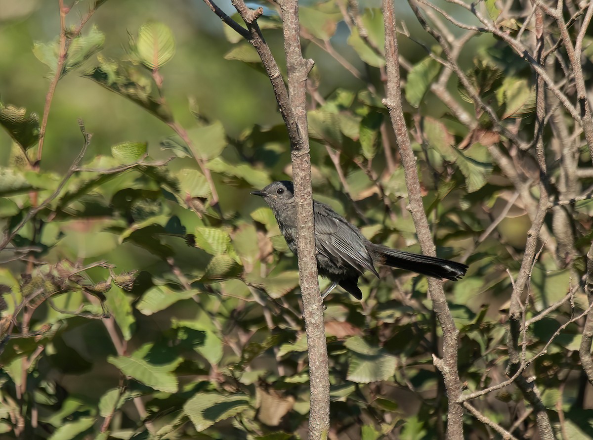 Gray Catbird - ML642060691