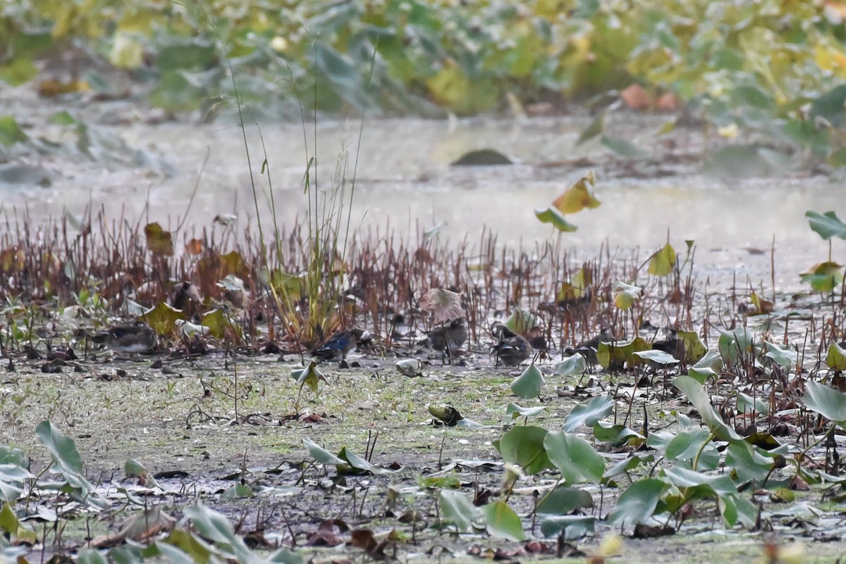 Wood Duck - ML642060692
