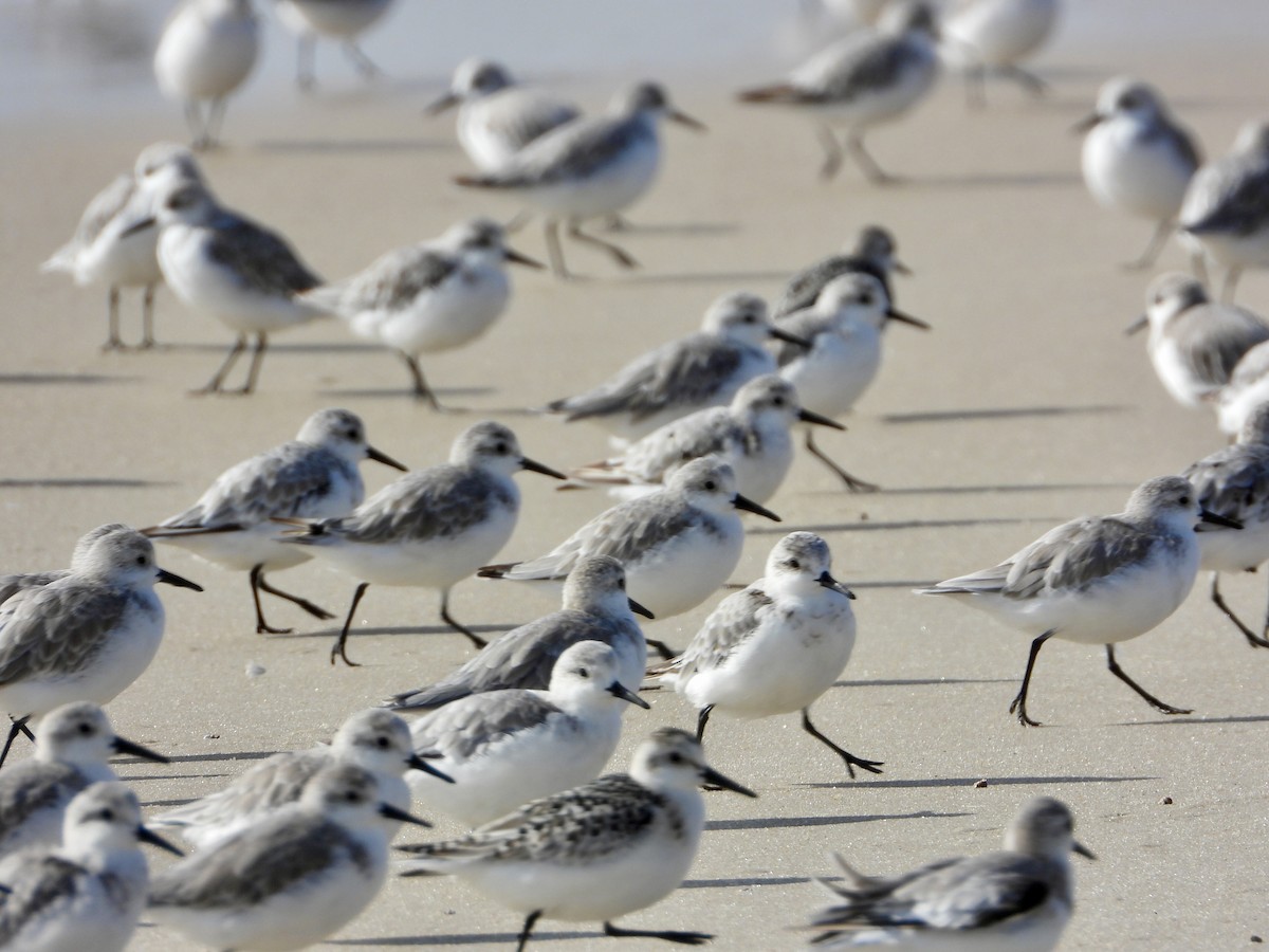 Sanderling - ML642060693