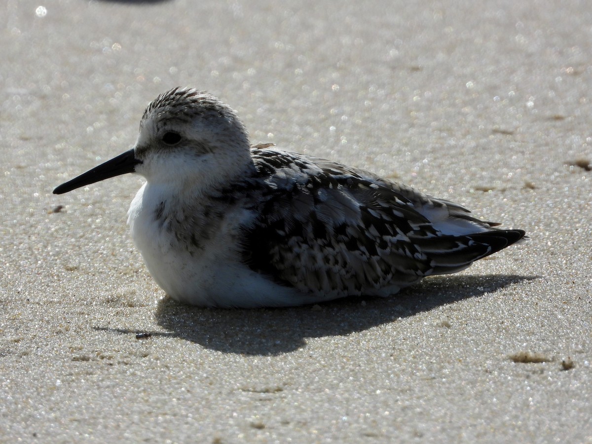 Sanderling - ML642060694