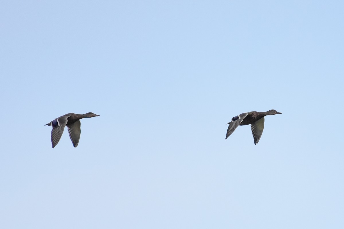 Mallard - ML642060696