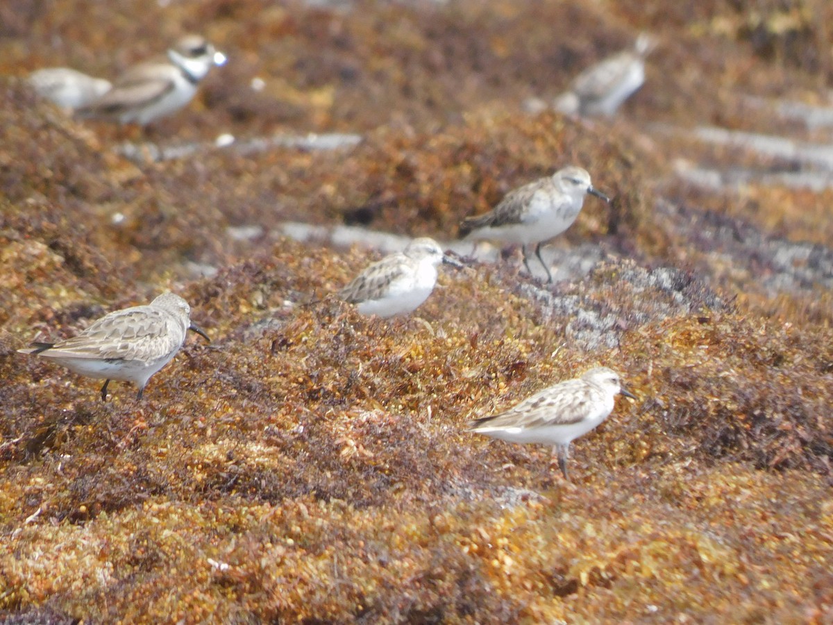 Semipalmated Sandpiper - ML642060698