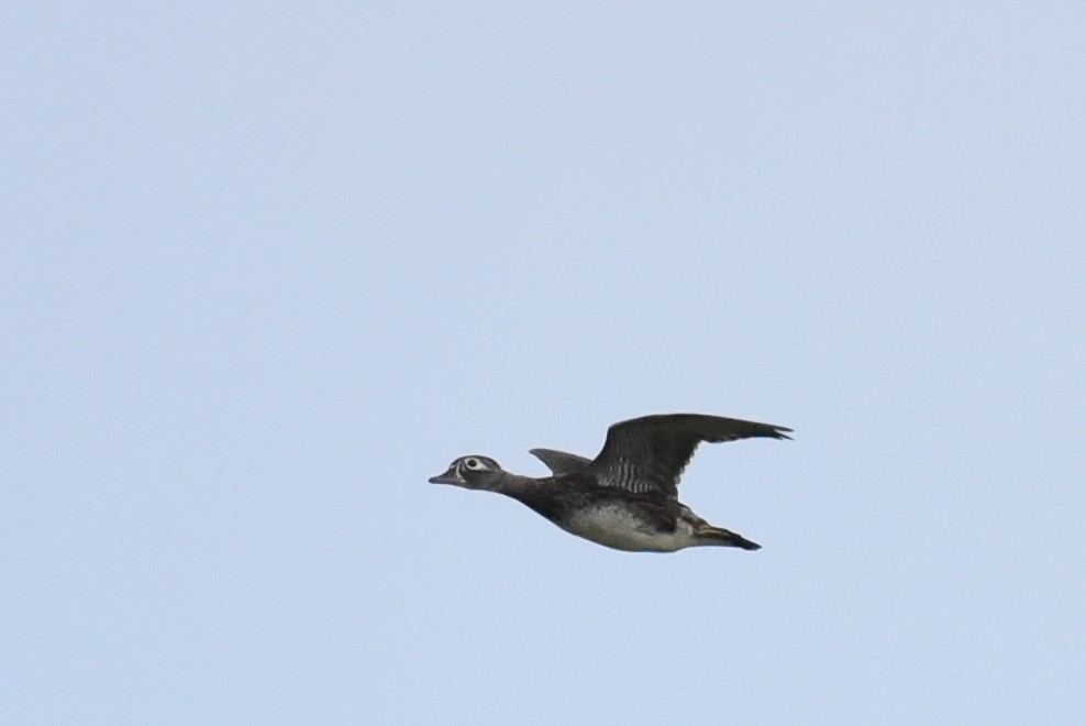 Wood Duck - ML642060699