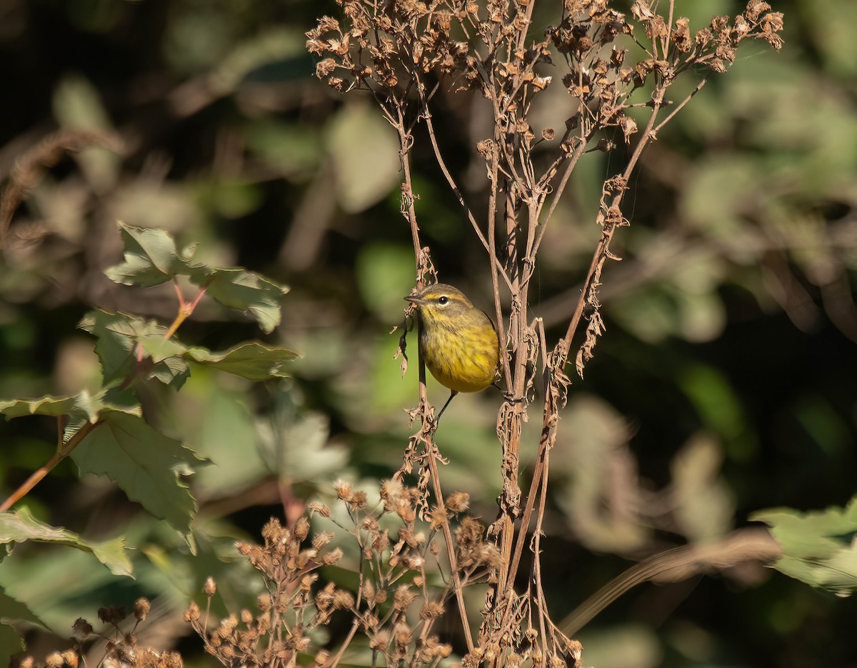Palm Warbler - ML642060700