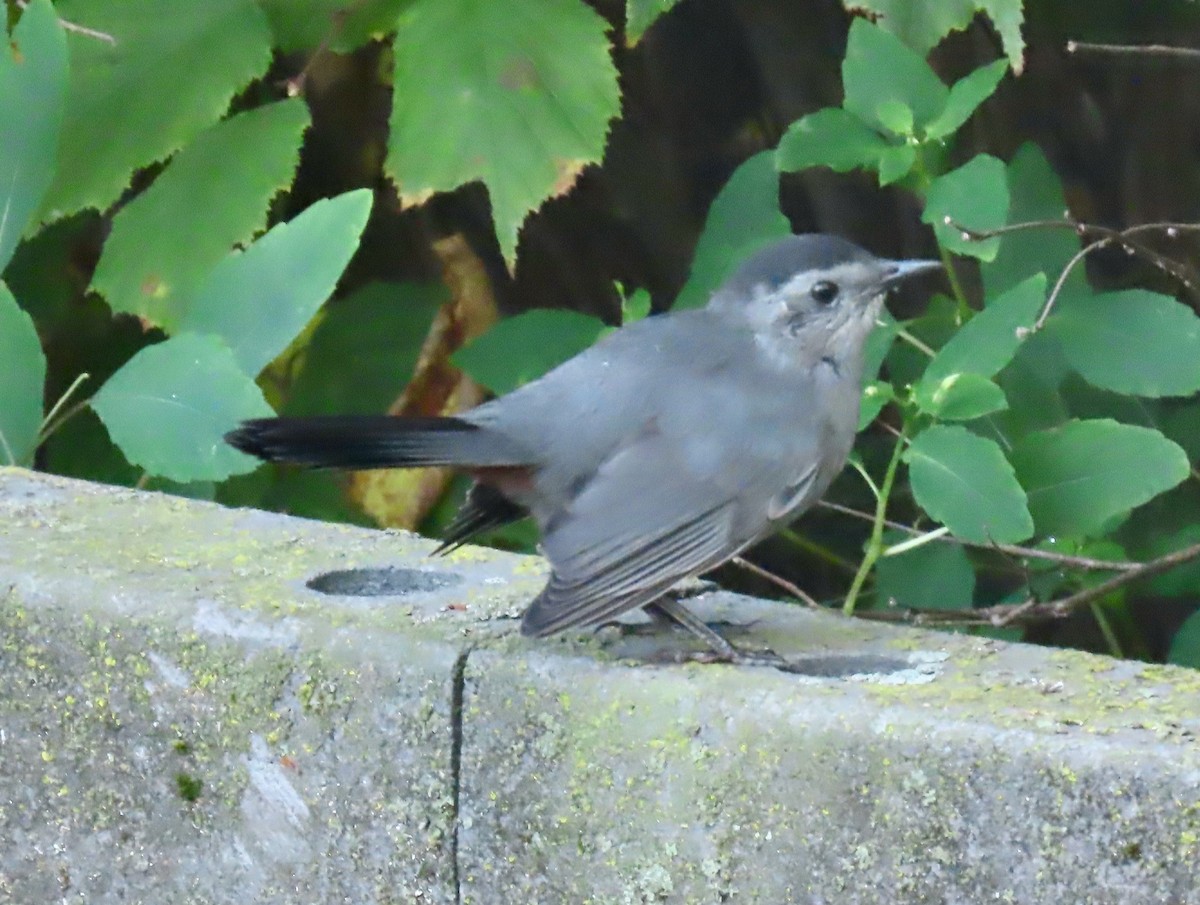 Gray Catbird - ML642060703