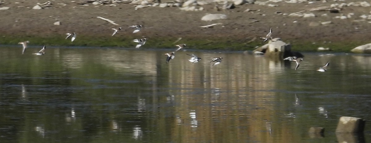Killdeer - ML642060704
