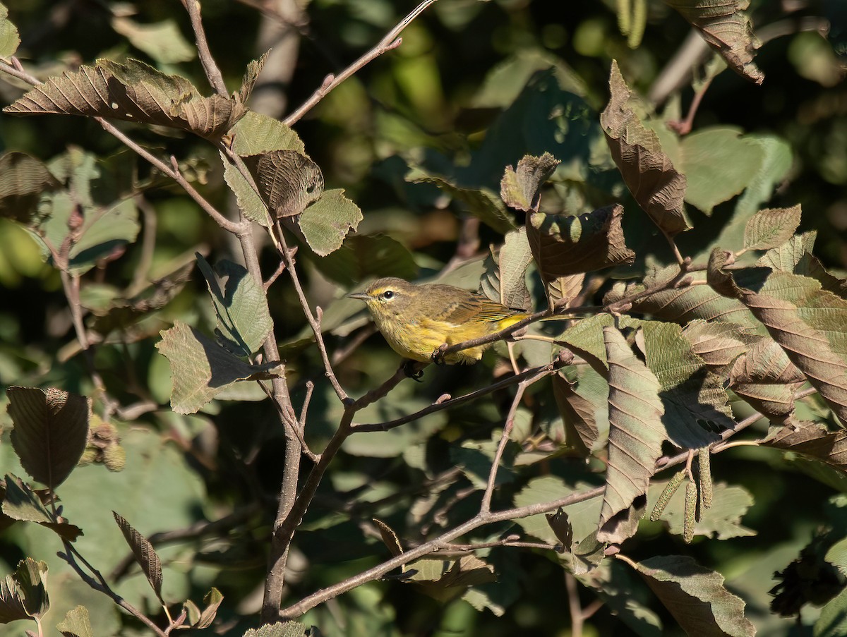 Palm Warbler - ML642060705