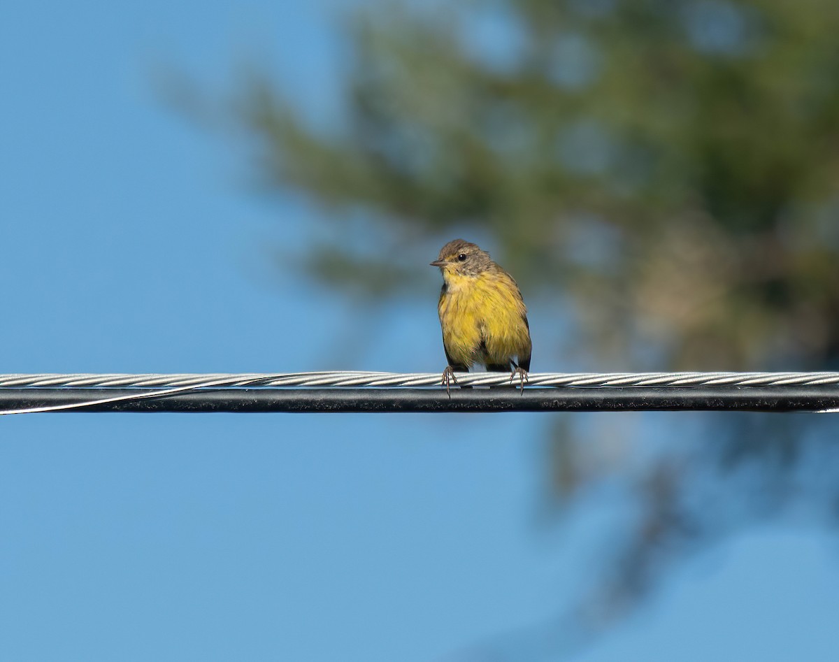 Palm Warbler - ML642060706