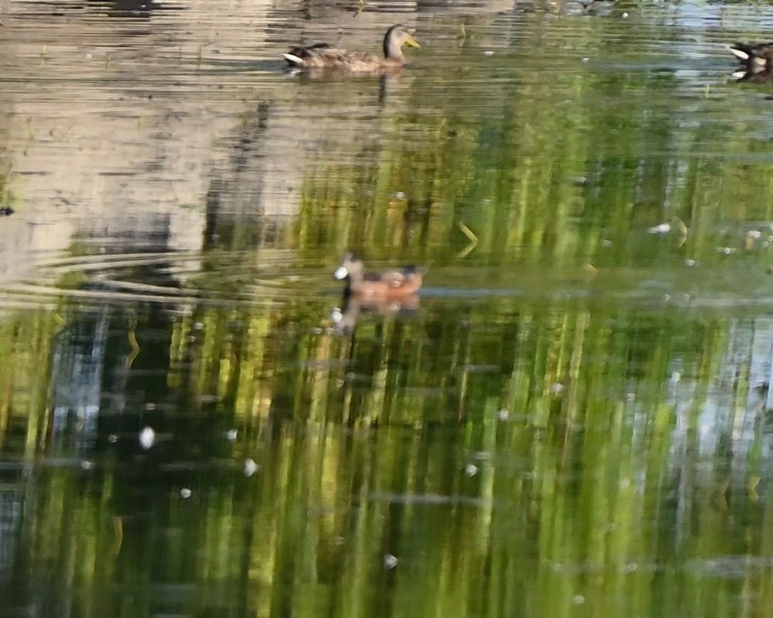 American Wigeon - ML642060707