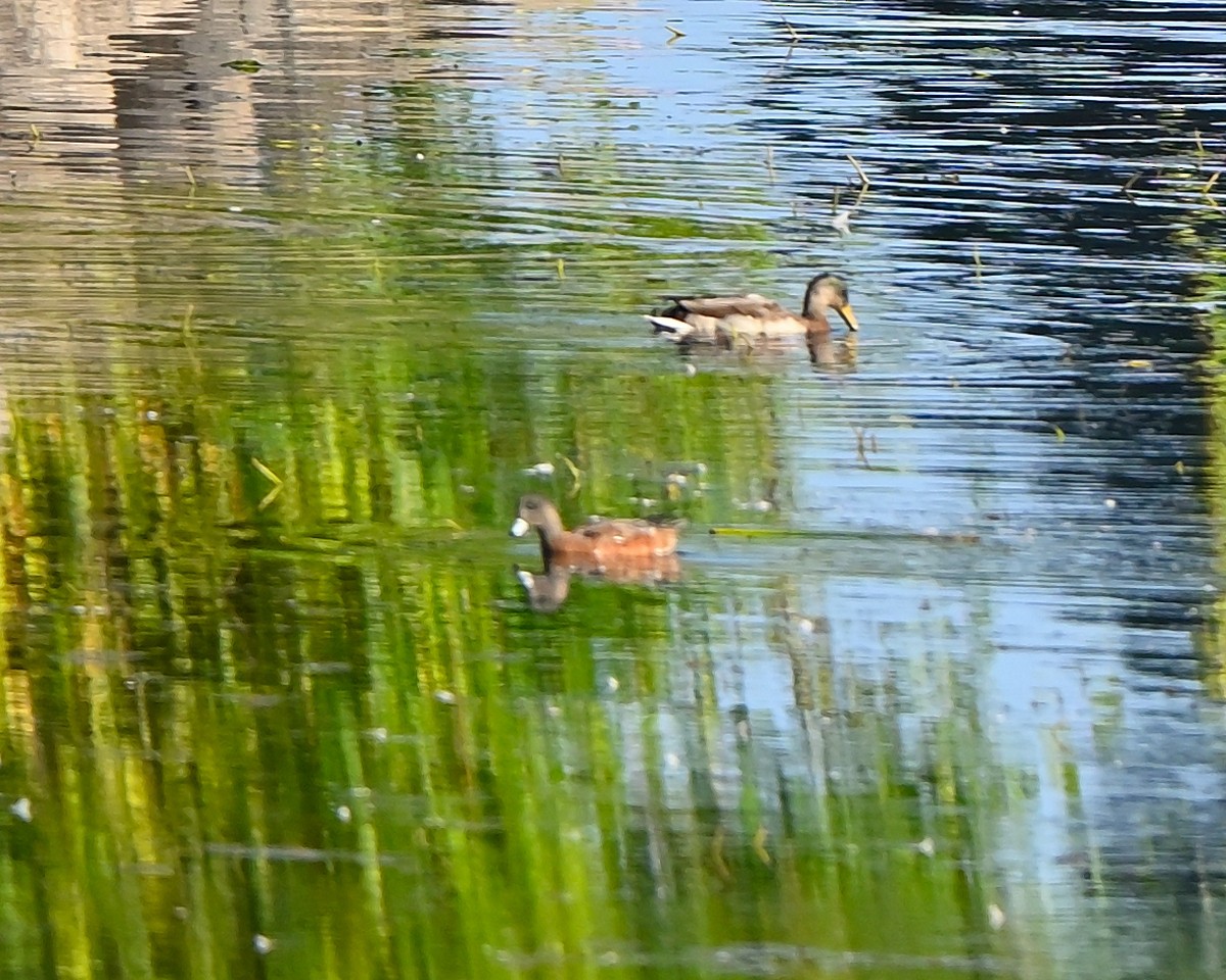 American Wigeon - ML642060708
